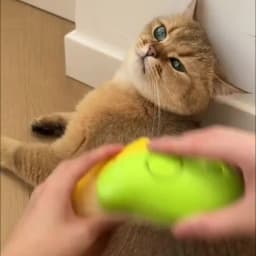 Cat Steam Brush Steamy Dog Massage Comb 3 in 1 Electric Spray Pet Grooming Comb Soft Silicone Removing Tangled and Loose Hair