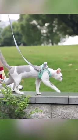 Pet Cat Dog Harness Vest Chest Rope Set Reflective Breathable Adjustable Pets Harness Kitten Collar for Small Medium Dogs Cats