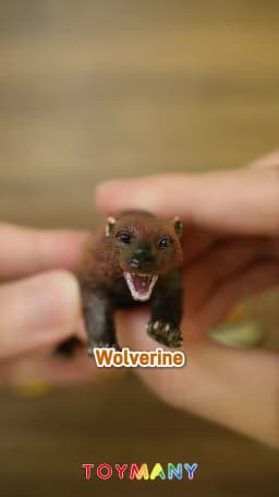 Toymany Simulation Carnivore Wildlife Animal Model Toy Mini Figures Dolls Action Figurines Toys Children Gift Cake Decoration