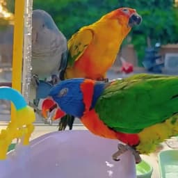 1PC Parrot Automatic IntelligentBath Bird Shower Bathtub Blue AccessoriesHousehold Plastic Parakeet Supplies AccessoryBird Cage
