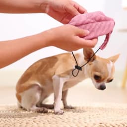 Dog Sun Hat For Small Large Dogs Cats Adjustable Pet Baseball Cap with Ear Hole Windproof Corduroy Puppy Visor Hat Pets Supplies