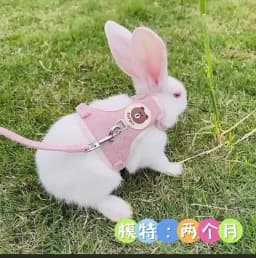 Undershirt Style Pet Leash Adjustable Cat Dog Harness Breathable Leash Convenient Pet Vest For Small Dog Cat Supplies