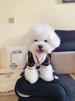 Dog Winter Sweater Knitted Warm Pet Clothes for Small Medium Dogs Chihuahua Puppy Pet Sweaters Yorkshire Cardigan Dog Coat Vest