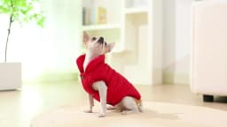 Waterproof Dog Coat Winter Fleece Clothes For Small Dogs Cats Thick Puppy Jacket Pet Vest Chihuahua Yorkshire Costume Overalls