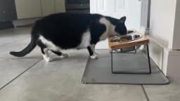 Elevated Cat Bowls 15° Tilted Raised Cat Food Bowls with Wooden Stand Anti Vomiting 2 Stainless Steel Bowls for Cats and Puppy