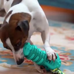 Large Breed Dog Toys for Aggressive Chewers - Almost Indestructible Interactive Squeaky Giggle Chew Toy Long Lasting Tough Pet P
