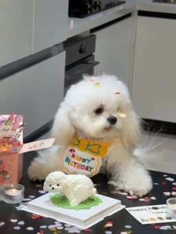 Cat Dog Birthday Bib and Party Hat Mini Doggy Cat Adjustable Bandana Scarf Pet Birthday Outfit Puppy Supplies