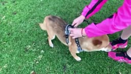No Pull Dog Harness, Adjustable Soft Padded Pet Vest with Easy Control Handle