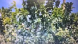 50/100Pcs Fruit Protection Netting Bags with Drawstring Reusable Grape Grow Bags Strawberry Cover Mesh Bags for Pest Control