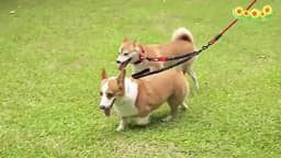 Reflective Double Dog Leash with Two Extra Traffic Handles: 360 Swivel No Tangle Dual Dog Walking Leash, Comfortable Shock Absor