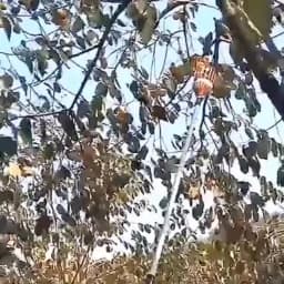 Fruit Picking Picker High Altitude Telescopic Collector Pole Plukker Collect Tool Fruits Trees Catcher