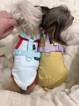 Adjustable Dog Harness Collar Leash Set Macarone Color, Reflective Small Dog Accessories for Puppy & Cat Supplies, Pet Walking