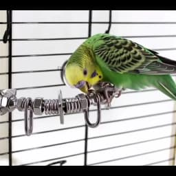 Stainless Steel Bird Perch Stand Chew Toy Bird Cage Display Bar For Small Medium Parrots With Biting Proof Design Interactive