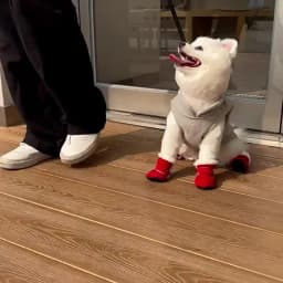 4pcs Waterproof Winter Pet Dog Shoes Anti-slip Rain Snow Boots Footwear Thick Warm For Small Cats Dogs Puppy Dog Socks Booties