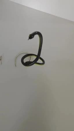 Snake Prank with String Clip - Snake On A String Prank That Chase People Toy Funny Spoof Gift Outdoor