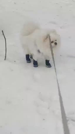Winter Dog Shoes For Small Medium Dogs Cats Waterproof Non-slip Puppy Snow Boots Fleece Warm Chihuahua French Bulldog Pet Shoes