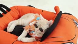Cute Cat Beds Kitten Bed Soft and Cozy Small Dog Beds with Pillow Washable Pet Mat for Puppy and Kitty Funny Supercar Cat Toys