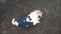Classic Stripes Tuxedo for Small Dogs Cats Spring Autumn Pet Jacket with Bowknot Gentleman Dog Clothes Schnauzer French Bulldog