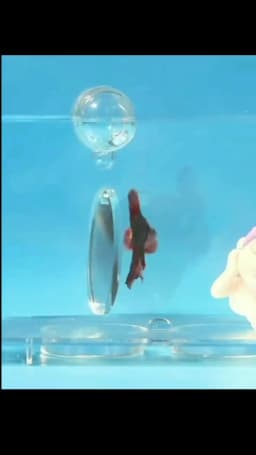 Acrylic Aquarium Betta Mirror Fish Tank Floating Round Mirror For Fish Betta Flowerhorn Cichlid Training 4cm/5cm/6cm/7cm/8cm/9cm