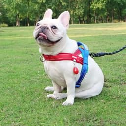 Dog Pet Chest Harness Wide Webbing Two-Color Contrasting Four Seadon Dog Harness Nylon Handle Outdoor Dog Walking Reflective