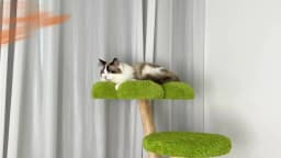 148 cm Tall Cat Tree for Indoor Cats, Large Cat Tower with Luxury Cat Condo, Cat Tree Tower with Soft Cushion, Scratching Board