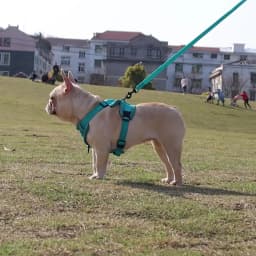 Breathable Dog Harness Vest Leash Set for Small Medium Pets Cats Reflective Adjustable Puppy Outdoor Chihuahua Bulldog Supplies
