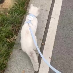 Cat Harness and Leash Sets Adjustable Dog Harness for Small Dog Leash Breashable Pet Harness Out Walking Dog Strap Cat Accessory