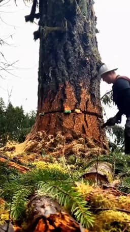 Tree Felling Wedges with Spikes for Safe Cutting 5.5/8/10 Inch Chainsaw Wedges Logging Supplies Tree Wedge Woodcutting Tool