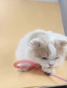 Cat Toy Butterfly Cats Stick Elastic Net Cat Toys Interactive Bite Resistant Wool Ball Toys for Cats Tease Kitten Toy with Bell