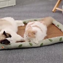 Pet Summer Mat Cute Dog Cooling Sofa Breathable Small Dog Bed Cushion Moistureproof Rattan Wear Cat Mat Accessories