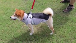 Winter Dog Jacket with Harness Waterproof Outdoor Pet Coat for Small Large Dogs Reflective Thicken Warm Dog Clothes Vest Jacket