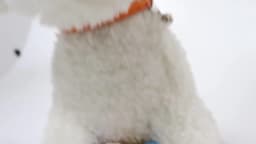 Macaron Color Cute Pet Cat Collar, Elastic Webbing Cat Collar Adjustable PU Color Small Collar with Bells for Puppies and Cats