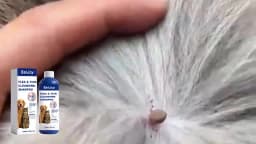 Pet Flea Tick Lice Removal Shampoo Deep Cleansing Dander Removing Deodorizing Anti-Itch Anti-Parasite Dog Cat Bath Shampoo 100ml