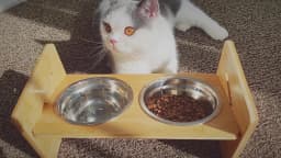 Wooden Raised Cat Bowls, Food Container, Drinking Dish, Bamboo Stand, Stainless Bowl, Height Adjustable