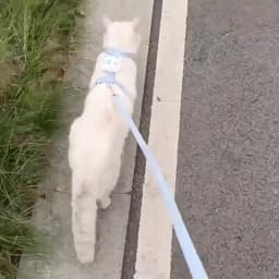 Cat Harness and Leash Sets Adjustable Dog Harness for Small Dog Leash Breashable Pet Harness Out Walking Dog Strap