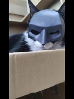 Funny Prank Black Bat/White Style Pet Cat Photo Mask Party Pet Supplies