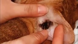 Cat Dog Ear Cleaner Anti Infection Control Mite Tick Avoid Deafness Removes Ear Stain Odor Remover Relieve Itching Pet Ear Drops
