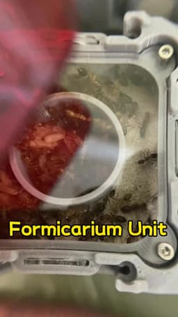 【Lego】Expandable Modular Formicarium Ant Farm Nest for Ant Keeper Starter New Queen Large Anthill Keeping Kit Test Tube