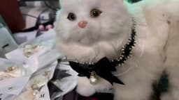 Pet Dog Cat Collar Cute Lace Bow Cat Collar Adjustable Cat Necklace Jewelry Sweet Neck Decorative Pet Accessories Pet Supplies