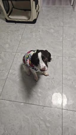 Camouflage Big Dog Coat Jacket Winter Warm Pet Clothes for Medium Large Dogs Waterproof Mascotas Clothing Roupa Para Caes Grande