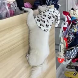 Fleece High Neck Dog Hat Winter Pet Accessories for Dogs Cats Windproof Warm Leopard Puppy Headgear Gorro Para Perro