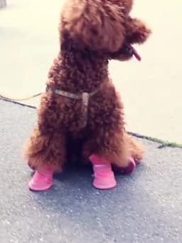 4pcs/set Pet Dog Shoes Winter Warm Shoes for Small Medium Dogs Anti-slip Puppy Rain Snow Boots Footwear Cat Dog Walking Sneakers