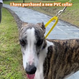 WAOPET PVC Waterproof Dog Collar for Large Medium and Small Dogs Pet Training Walking Dog German Shepherd Malinois New 2025