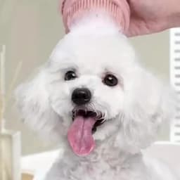 Dog Bath Brush with Soap Dispenser Silicone Bristle Pet Grooming Massage Shampoo Dog Brush Haired Dogs Cats Plastic Bathing Tool