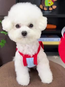 Dog Clothes with Hat Pet Summer Sun Protection Clothes Teddy Outdoor Vest Breathable Mesh Puppy T-Shirt with Traction Buckle