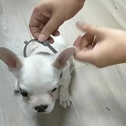 Dog Anti Flea And Tick Collars Pet 8 Month Protection Adjustable Collar For Large Dog Puppy Cat Leashes Dogs Accessories