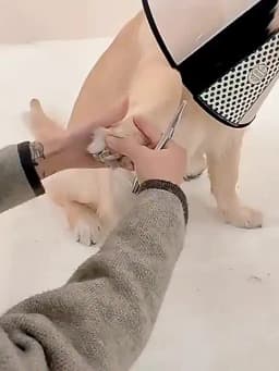 Professional Pet Nail Clipper Sharp Safety Animal Grooming Toe Trimmer Stainless Steels Finger Cutter for Dog and Cat