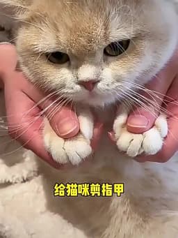 Professional Cat Nail Clippers for Small Cat Dog Stainless Steel Puppy Claws Cutter Pet Nail Grooming Clippers Trimmer