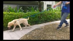 Pet Rope Dog Leash 6ft long,Traffic Padded Two Handle,Heavy Duty,Reflective Double Handles Lead for Control Safety Training,Leas