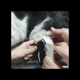 Dog Knuckling Corrector Toe Dragging Brace for Rear Back Leg Paw with Sciatic Nerve Injuries. Myelopathy and Spinal Injuries